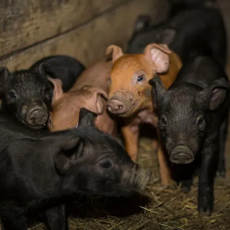 Appartement Oberschartlhof Flachau