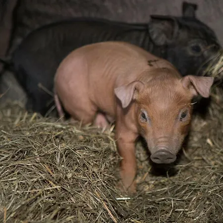 Appartement Oberschartlhof *