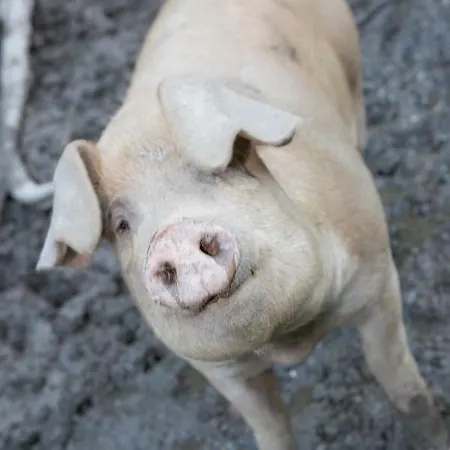 Appartement Oberschartlhof *