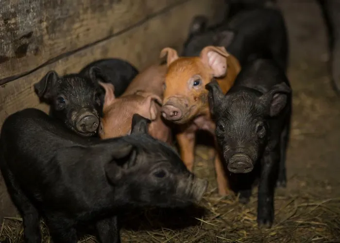 Apartment Oberschartlhof Flachau