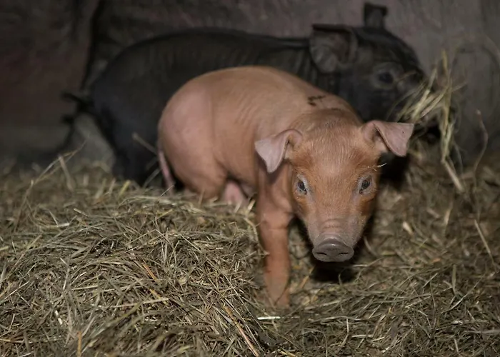 Apartment Oberschartlhof *