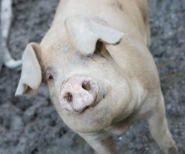 Apartment Oberschartlhof *